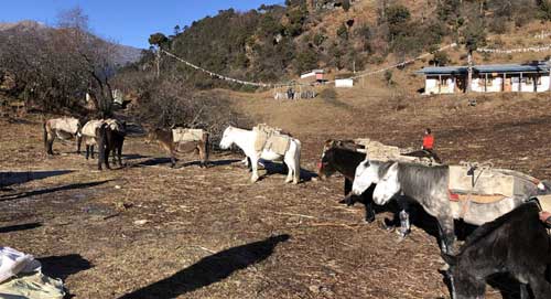 Ponies on trek in Bhutan TT8.