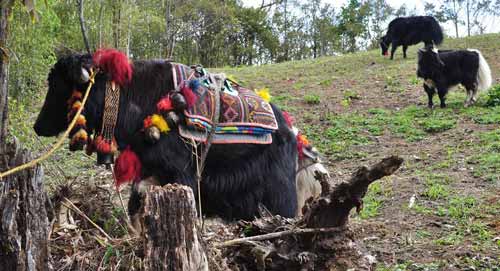 A cow of high altitude FT9.