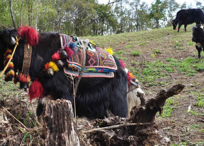 Ura Yakchoe Tshechu Festival.